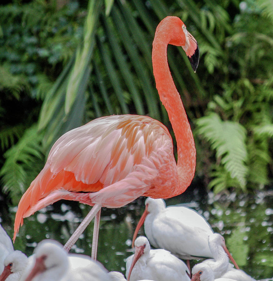 Bird Photograph - Regal among the Ibis by Andrea  OConnell
