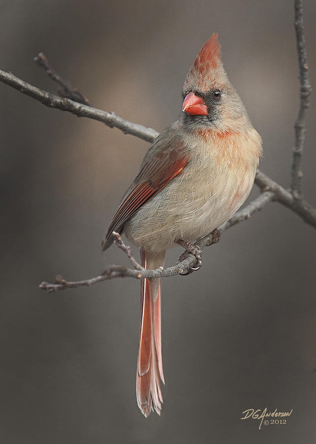 Regal Cardinal Photograph by Don Anderson