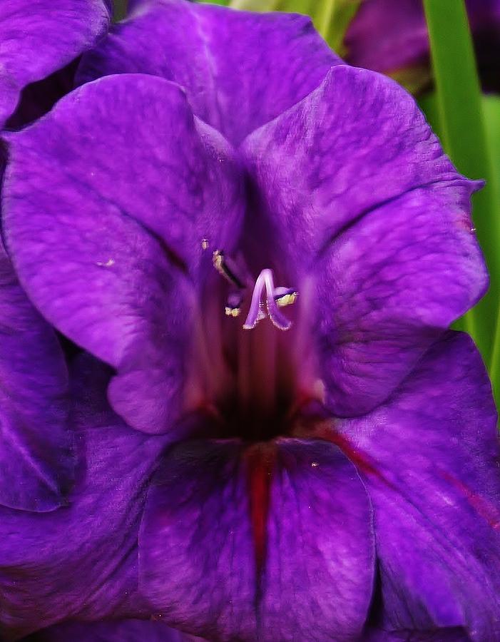Regal Purple Gladiola Photograph by Bruce Bley
