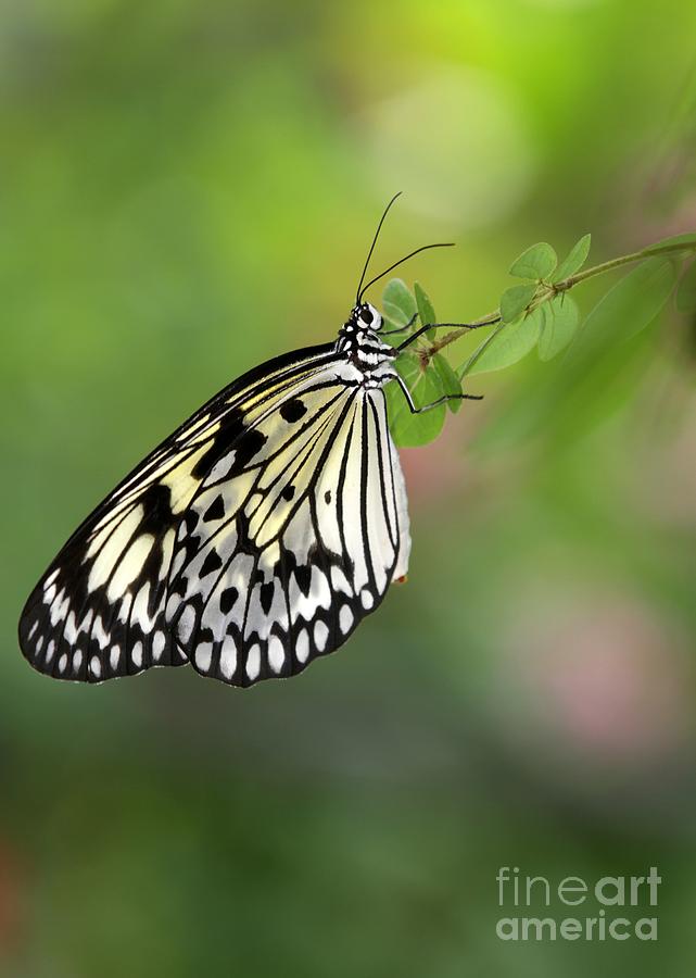 Regal Rice Paper Butterfly Photograph by Sabrina L Ryan
