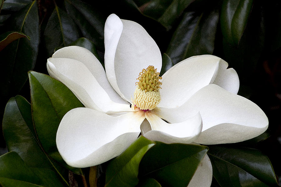 Flower Photograph - Regal Southern Magnolia Blossom by Kathy Clark