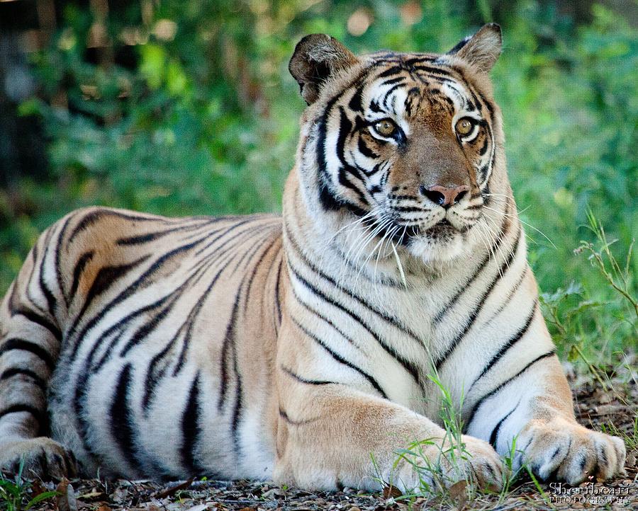 Regal Tiger Photograph by Sheri Bartay