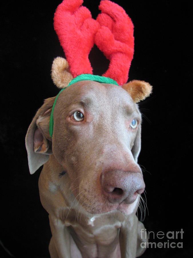 Christmas Photograph - Reindeer Doggie by Art Dingo