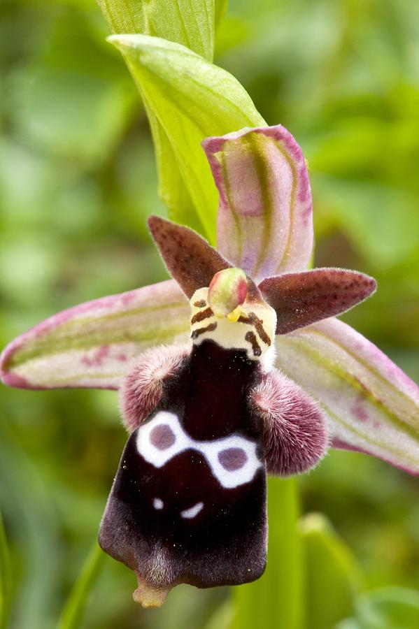 Reinholds Ophrys (ophrys Reinholdii) Photograph by Bob Gibbons