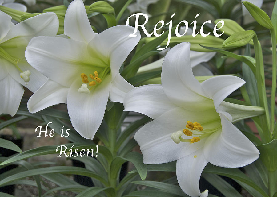 Rejoice He is Risen Photograph by Michael Peychich