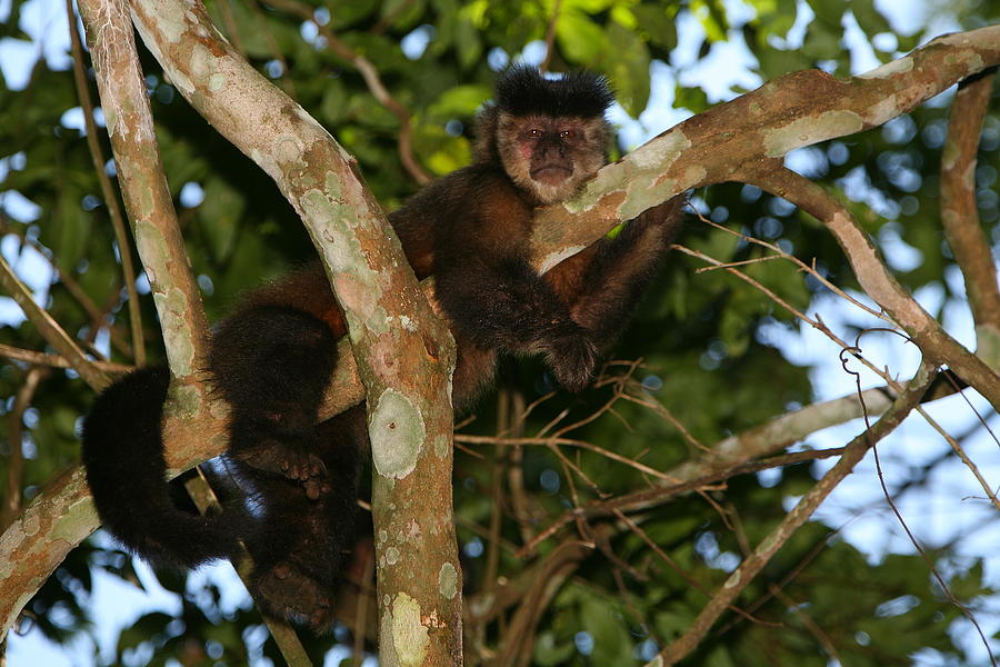 Relaxed - Brown Capuchin Photograph by Bruce J Robinson
