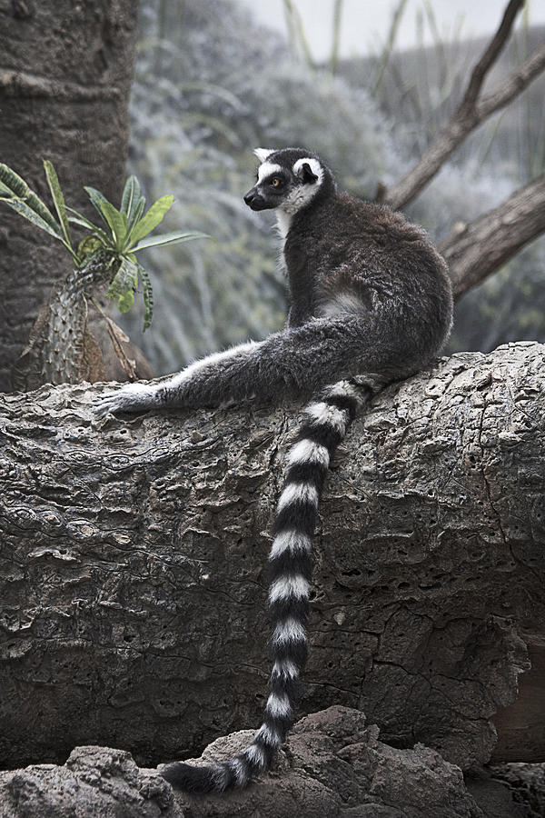 Lemur Photograph - Relaxing at Noon  by Yosi Cupano