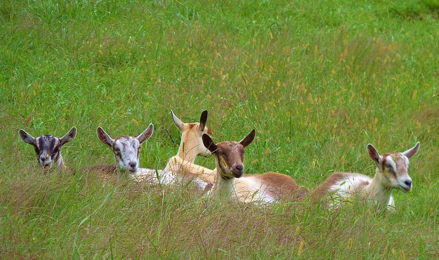 Relaxing Goats Photograph by Jeanette Oberholtzer