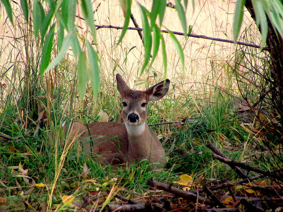 Deer Photograph - Relaxing Spot by Amy Bradley