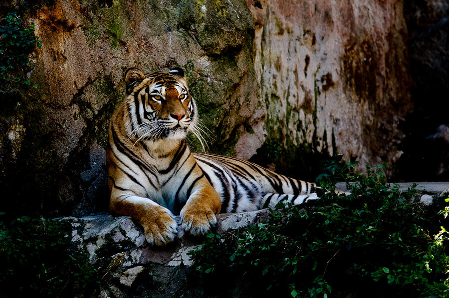 Relaxing Tiger Photograph by Hakon Soreide