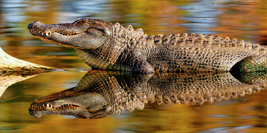 Relection of an Alligator Photograph by Bill Dodsworth