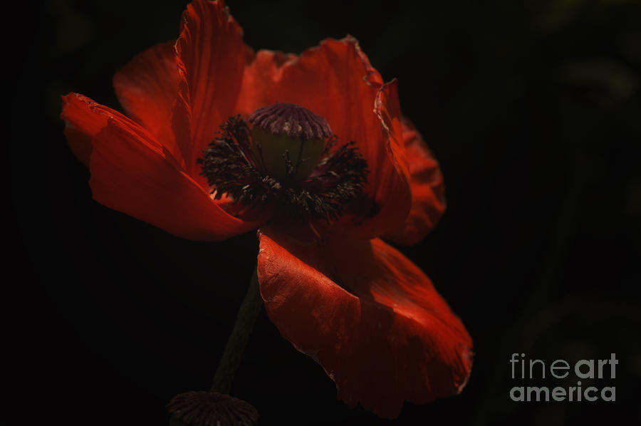 Poppy Photograph - Remember by Diane Smith