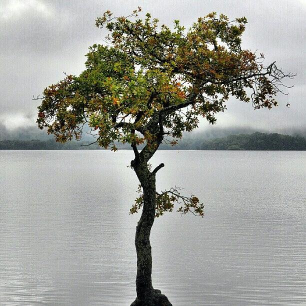 Nature Photograph - Reminiscing ..again.. #treestyles_gf by Lisa Bertolin