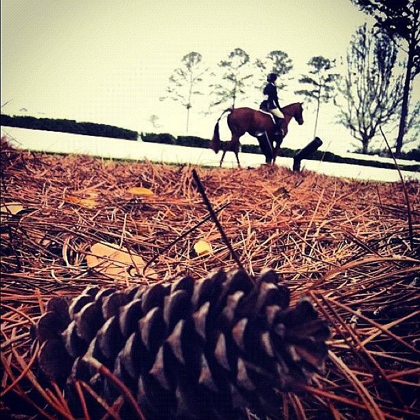 Horse Photograph - @reminozbay Remember This.. #scad by Marielle Golden