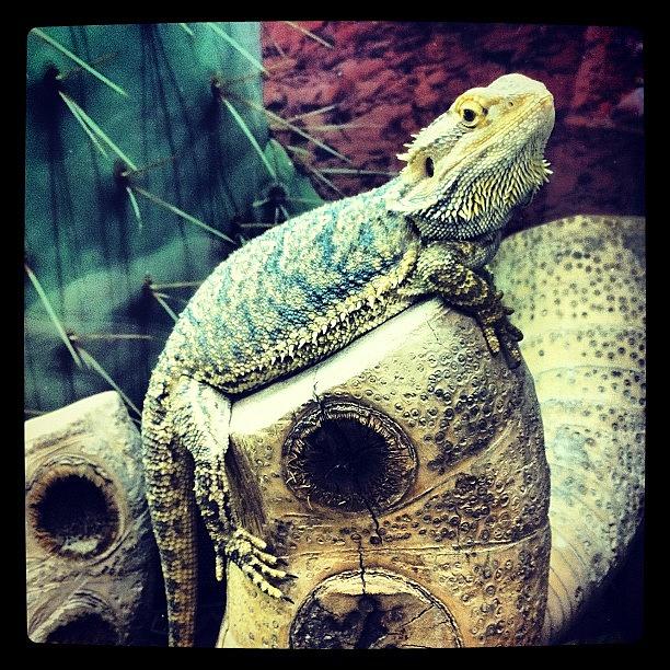 Dragon Photograph - #reptile #lizard #dragon #beardedgragon by Boo Mason