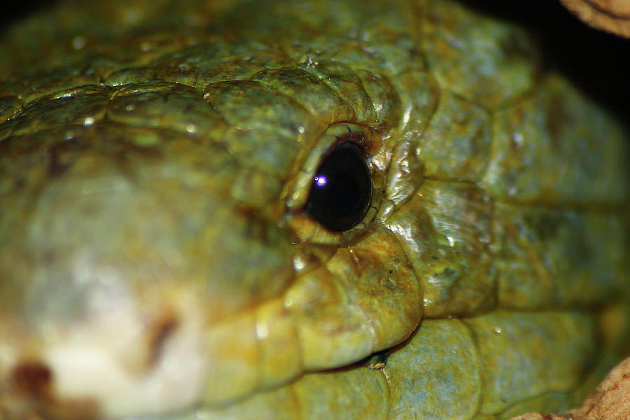 Animal Photograph - Reptile Smile by Scott Hovind