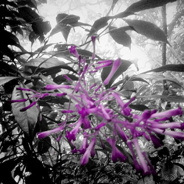 Flowers Still Life Photograph - Resaltando El #color De La Flora by Gustavo Nieto