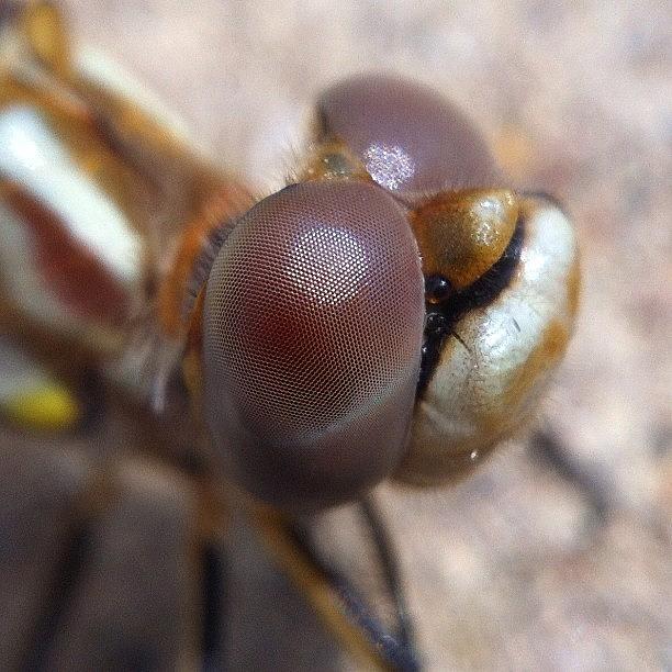 Macro Photograph - Rescue Portrait Of A Desert Dragonfly by Gary Stasiuk