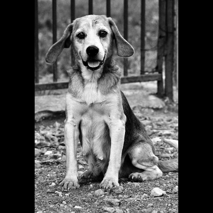 Black And White Photograph - Rescued 10 by Laura Melis