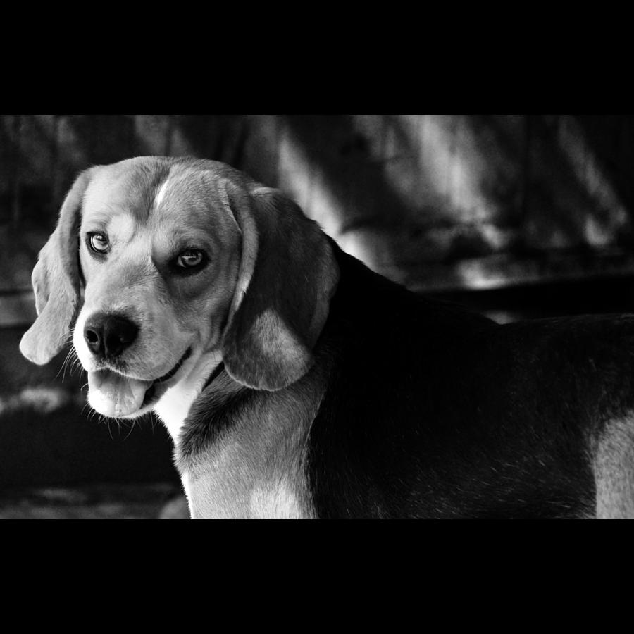 Beagle Photograph - Rescued 3 by Laura Melis