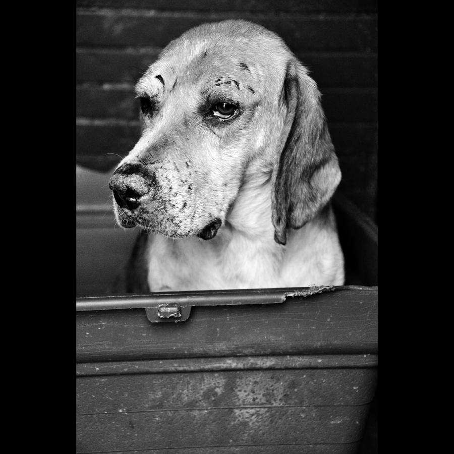 Black And White Photograph - Rescued 5 by Laura Melis