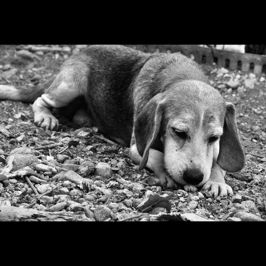 Beagle Photograph - Rescued 9 by Laura Melis
