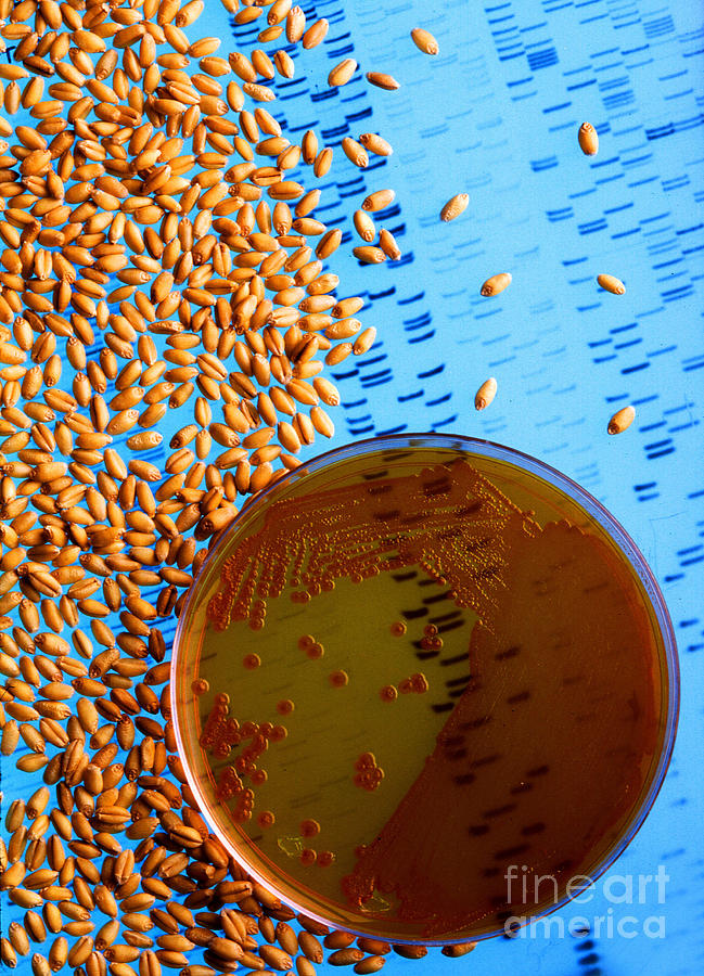 Resistant Wheat Seeds Photograph by Science Source