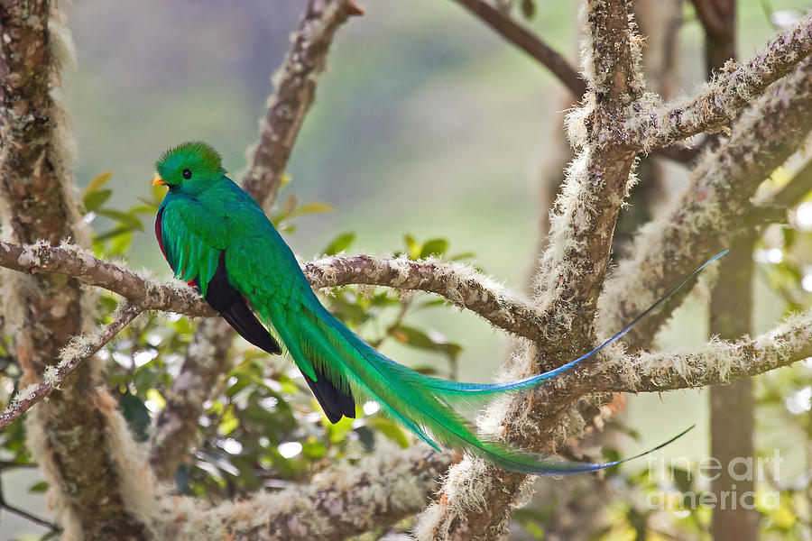 Resplendent Quetzal Photograph by Jean-Luc Baron