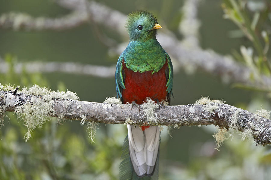 Resplendent Quetzal Male Costa Rica Photograph by Tim Fitzharris