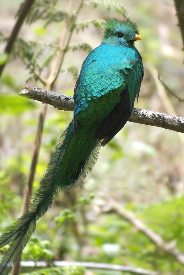 Resplendent Quetzal Photograph by Perry Van Munster