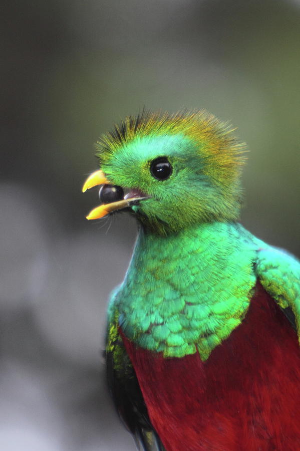 Resplendent Quetzal Portrait Photograph by Bruce J Robinson