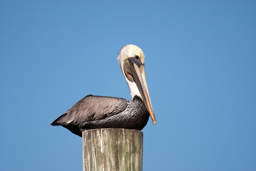 Rest Pelican Photograph by Nick  Shirghio