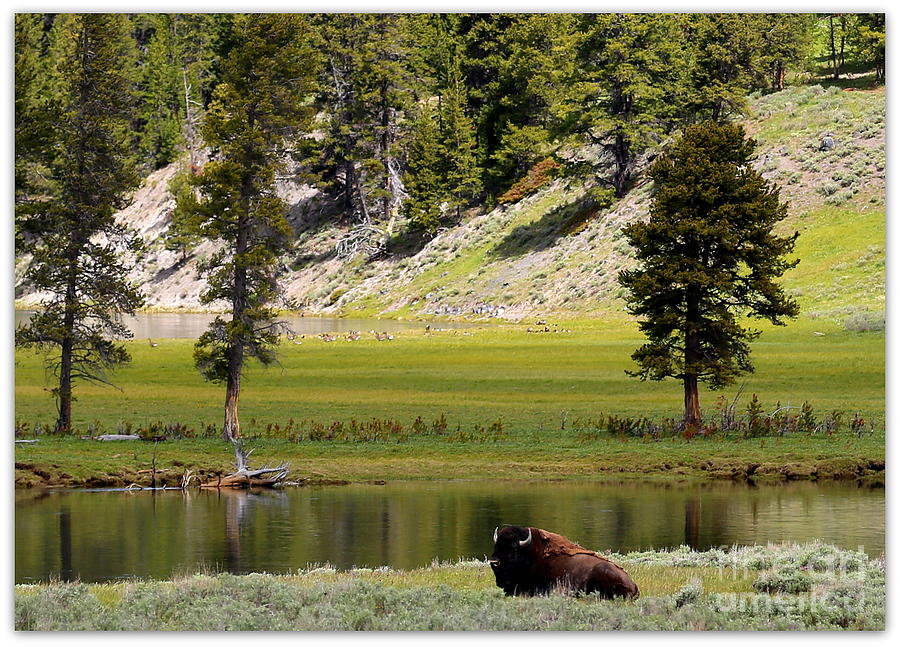 Yellowstone National Park Photograph - Resting Buffalo by Pond by Carol Groenen
