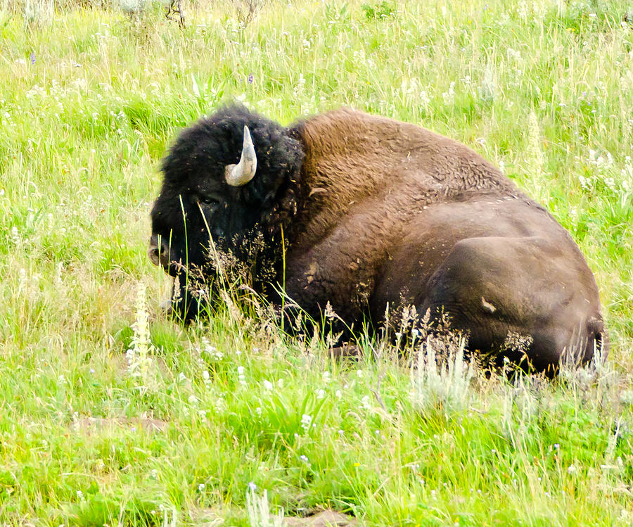 Yellowstone National Park Photograph - Resting Buffalo by Jon Berghoff