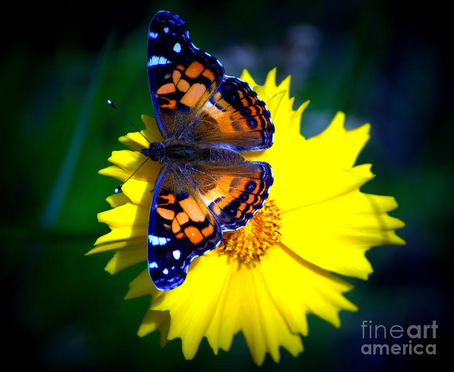 Resting Butterfly Photograph by Kevin Fortier