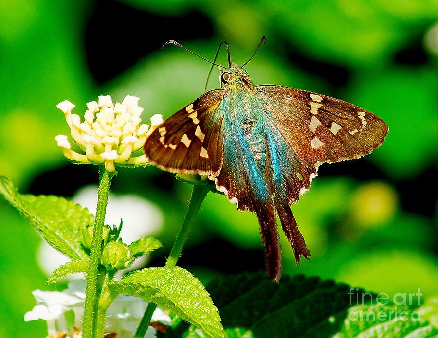 Resting Butterfly Photograph by Nick Zelinsky Jr