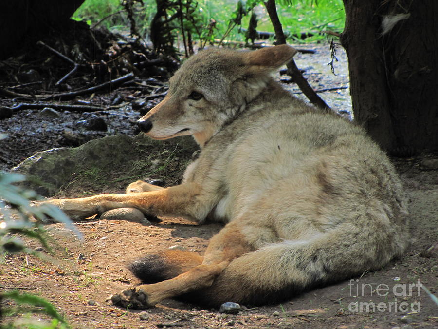 Resting coyote Photograph by Sean Griffin