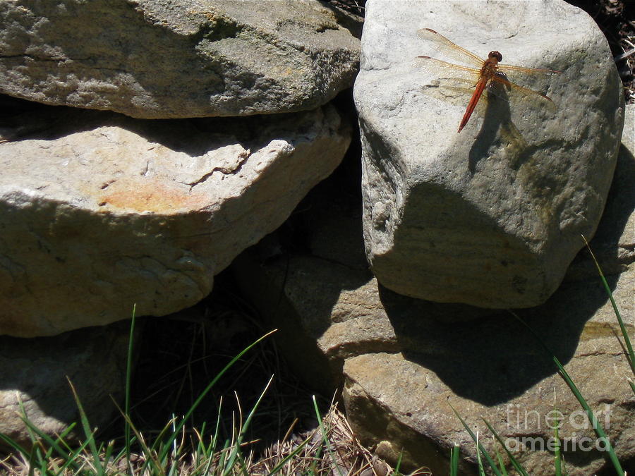 Resting Dragonfly  Photograph by Nancy Patterson