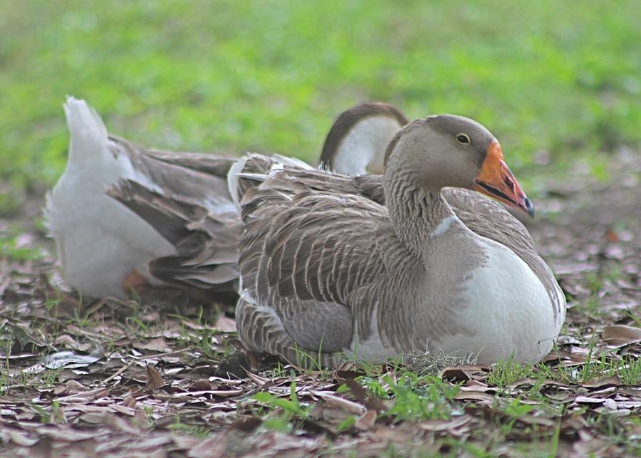 Resting Ducks Photograph by Jeanne Juhos