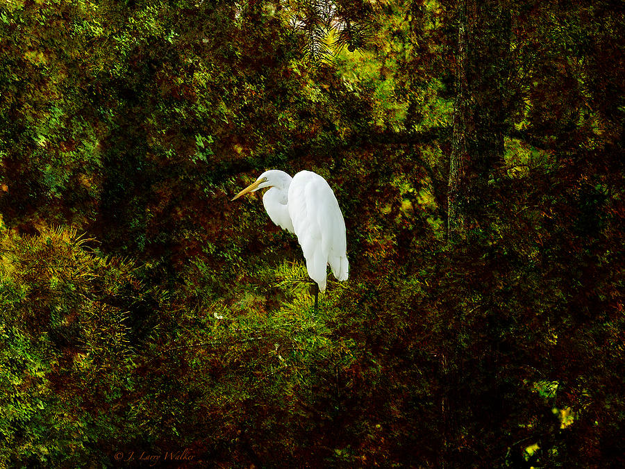 Resting Egret Digital Art by J Larry Walker