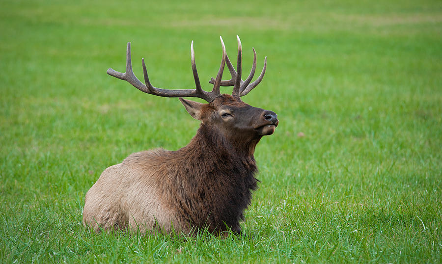 Resting Elk Photograph by Joye Ardyn Durham