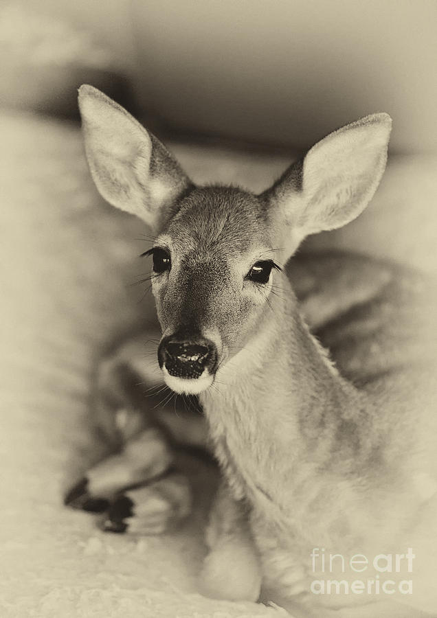 Deer Photograph - Resting Fawn by Cheryl Davis