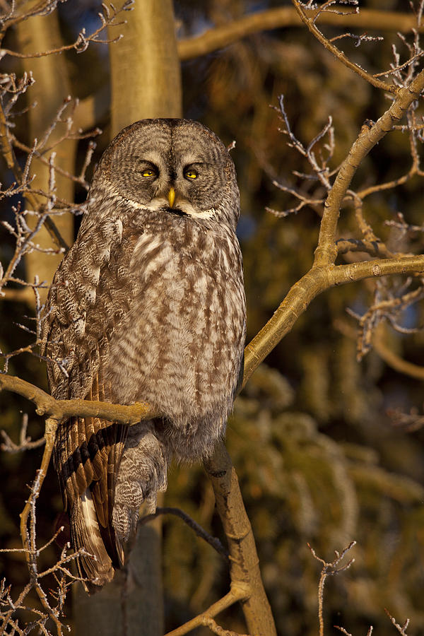 Resting Great Gray Owl Photograph by Tim Grams | Fine Art America