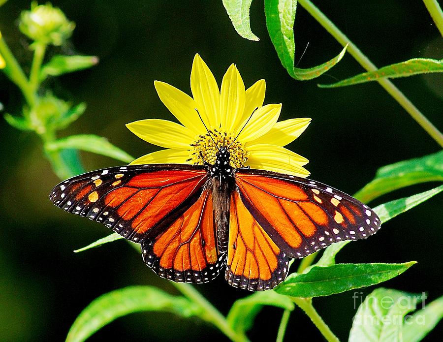 Resting Monarch Photograph by Nick Zelinsky Jr