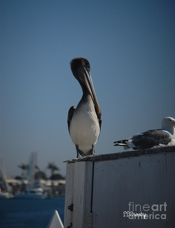 Resting Pelican Photograph by Susan Stevens Crosby