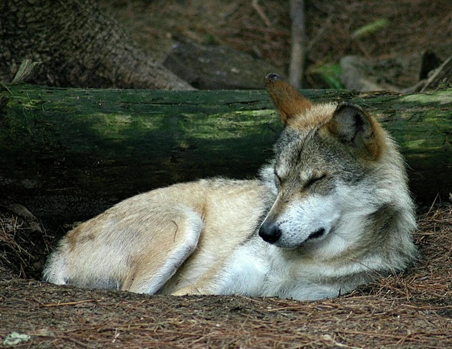 Resting Red Wolf Photograph by Vincent Duis