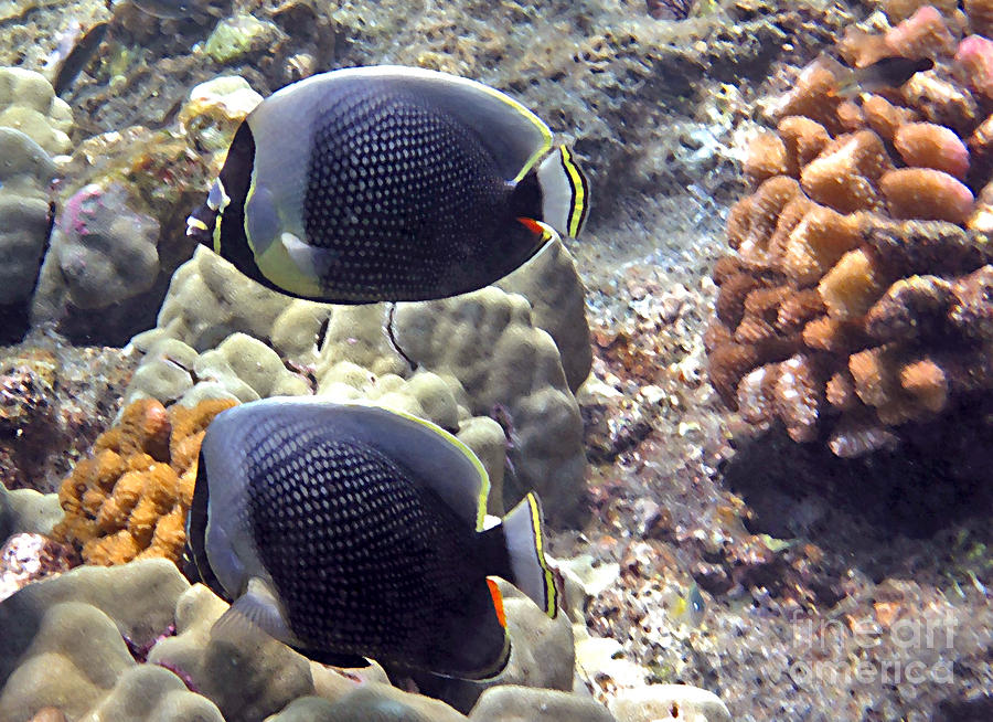 Reticulated Butterflyfish Photograph by Bette Phelan