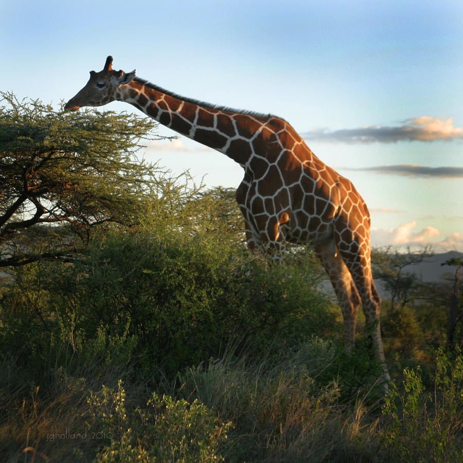 Reticulated Giraffe Photograph by Joseph G Holland