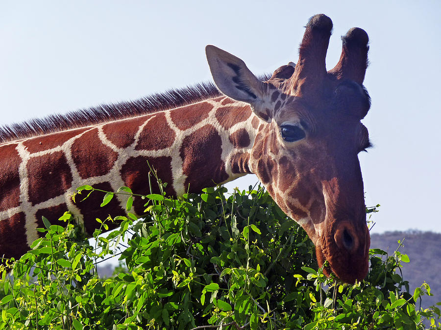 Reticulated Giraffe Photograph by Tony Murtagh