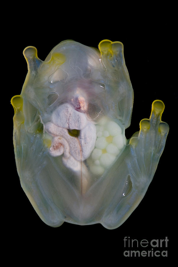 Reticulated Glass Frog Photograph by Dante Fenolio